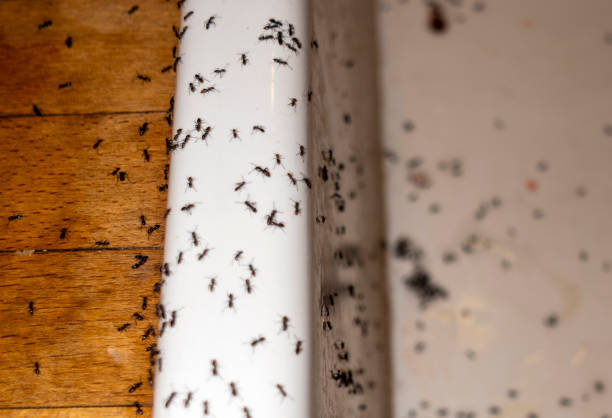 Best Emergency Pest Control  in Catonsville, MD